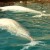 Beluga whales playing with ice Beluga whales playing with ice