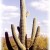 One very old saguaro in Saguaro National Park! One very old saguaro in Saguaro National Park!