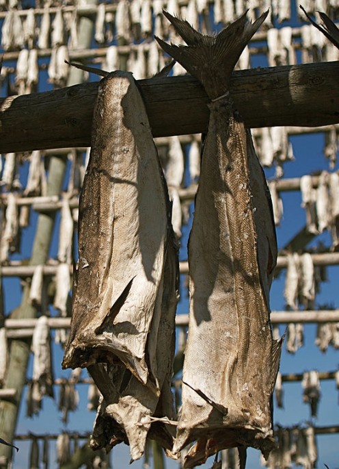 Food Preservation: Drying, Salting, or Freezing Fish Food Preservation: Drying, Salting, or Freezing Fish