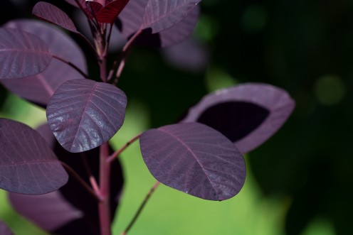 Cotinus, or smokebush, has purple leaves and airy plume-like panicles. Both contribute to its attractiveness.