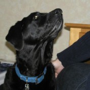 luvmijaz profile image