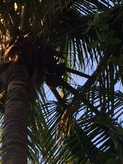 Coconut trees everywhere!!