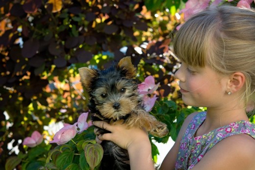 It's important that you make sure you pick the right puppy, for both you and the pet.