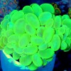 Extremecorals profile image