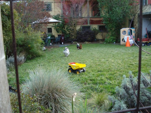 Raising Backyard Chickens? Watch out for Salmonella Raising Backyard Chickens? Watch out for Salmonella