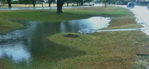 A natural rainwater retention basin created by the state's Coastal Federation to reduce contaminated water rushing from roadways into the creeks. In these retention basins, the water just soaks into the ground, which then cleanses it.