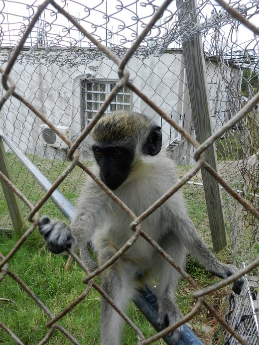 Monkeys brought to the island by the French are wild and also kept as pets.