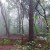 Fog in the forests of Matheran in monsoon