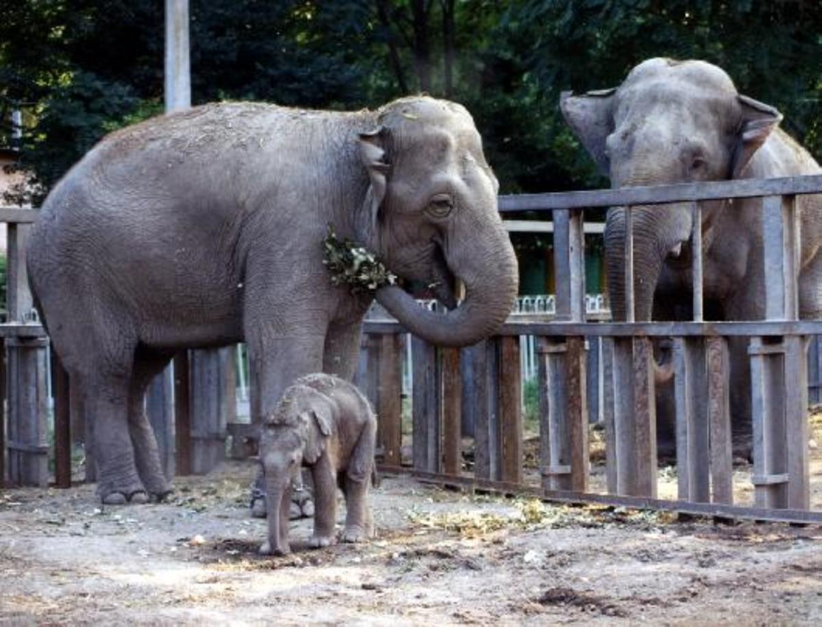 Elephant calf born in Odessa zoo