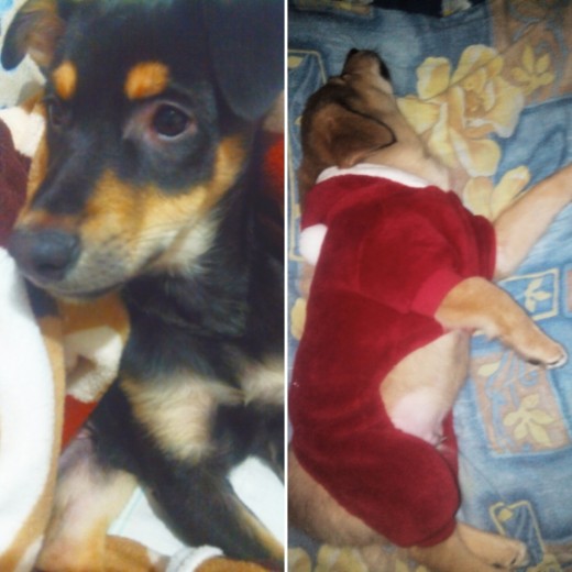 My puppies Murphy and chief