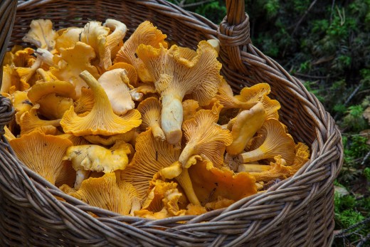 Chanterelles from the forest