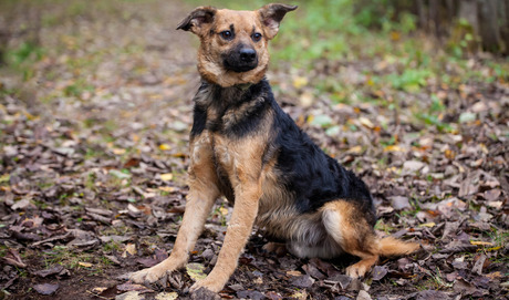 Mixed breed dog