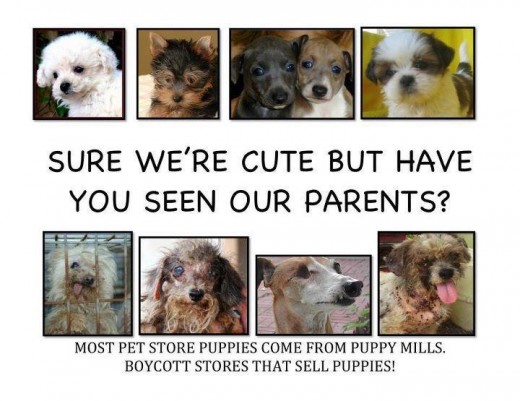 Have a look at the mother dogs at puppy mills