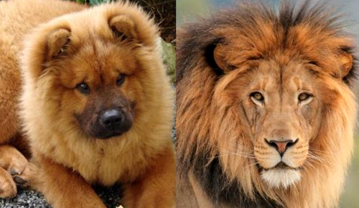 Seven Dogs That Look Like Lions PetHelpful
