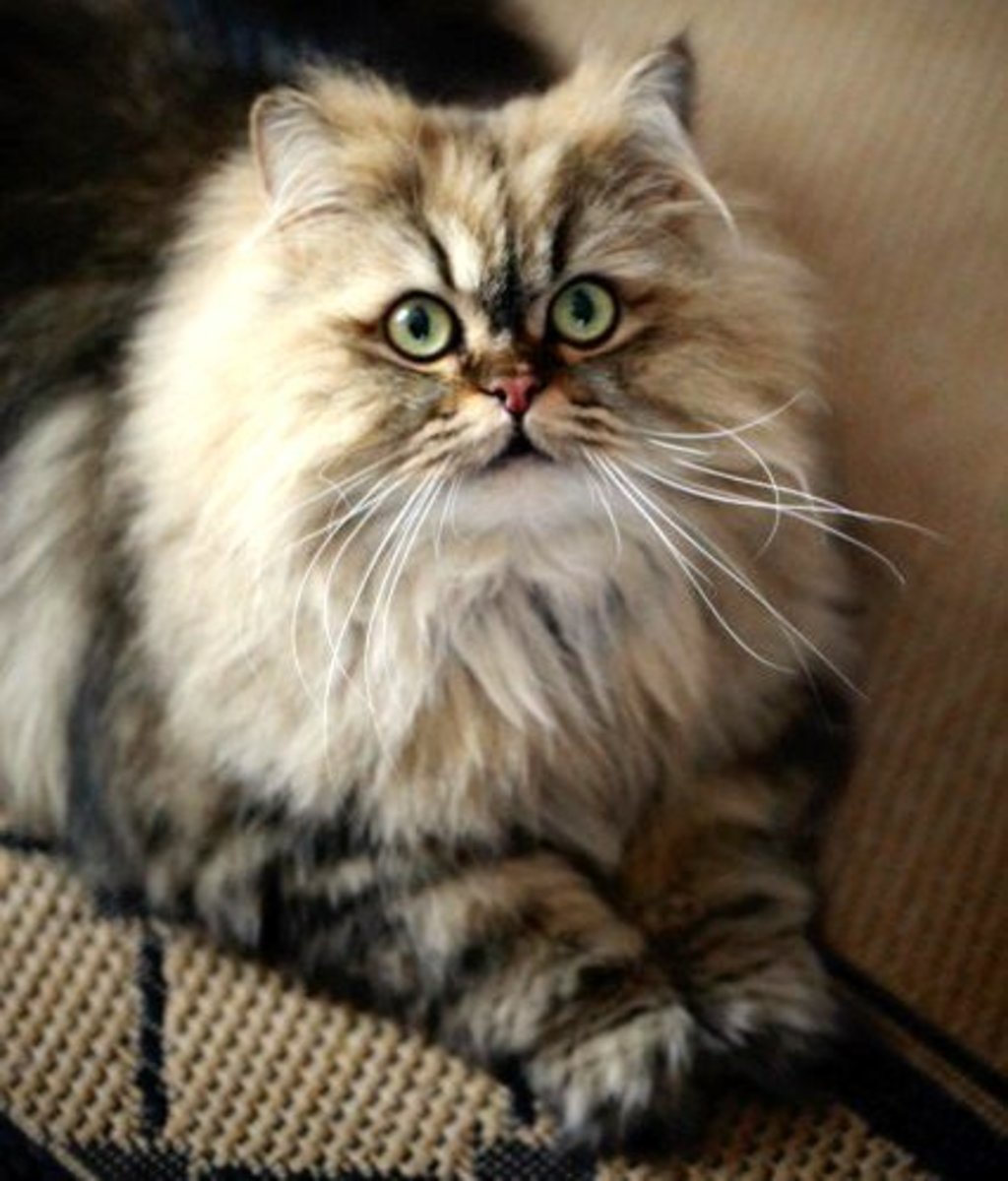 Persian Cats Eyes Change Color