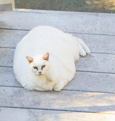 Obese cat just chilling out
