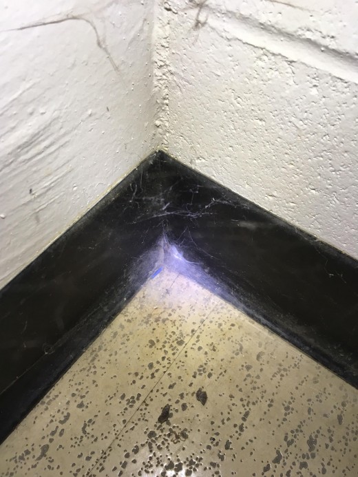 Spider web in corner