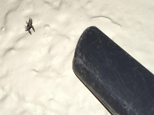 Using a vacuum to remove spiders