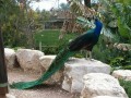 What I Have Learnt From Birds