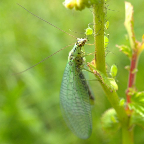 A green lacewing eating an aphid.