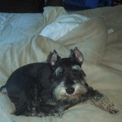 petloversfriend profile image