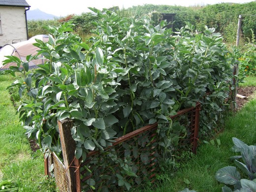 Broad beans can be sown in autumn.