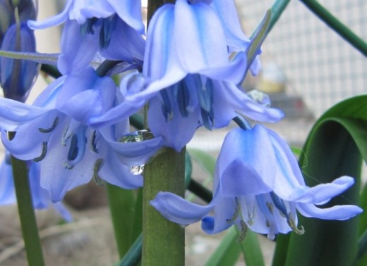 Blubells can be planted in autumn and will flower the following spring.