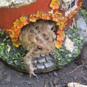 Carole Miller profile image