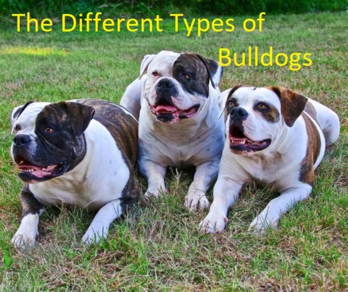 Bulldog Breeds Chart