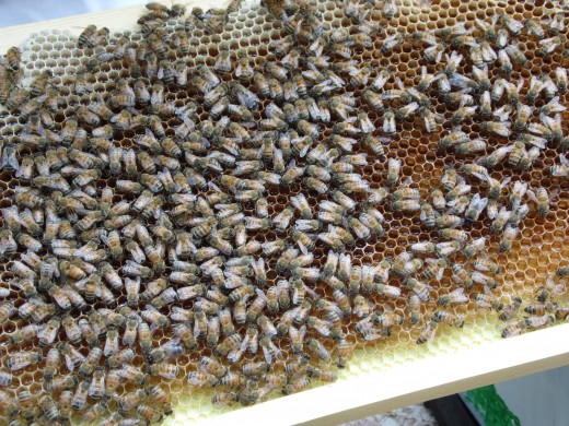 Frame of honey bees