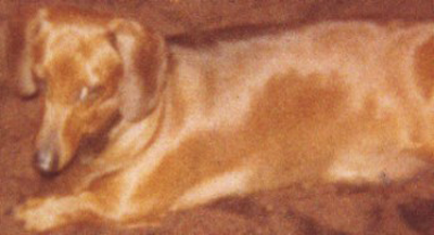 Daisy during her younger years
