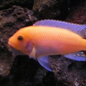 CichlidCare profile image