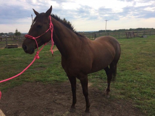 Horses need care and grooming.