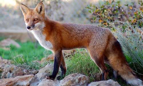 This is a picture of a red fox from wild animals.