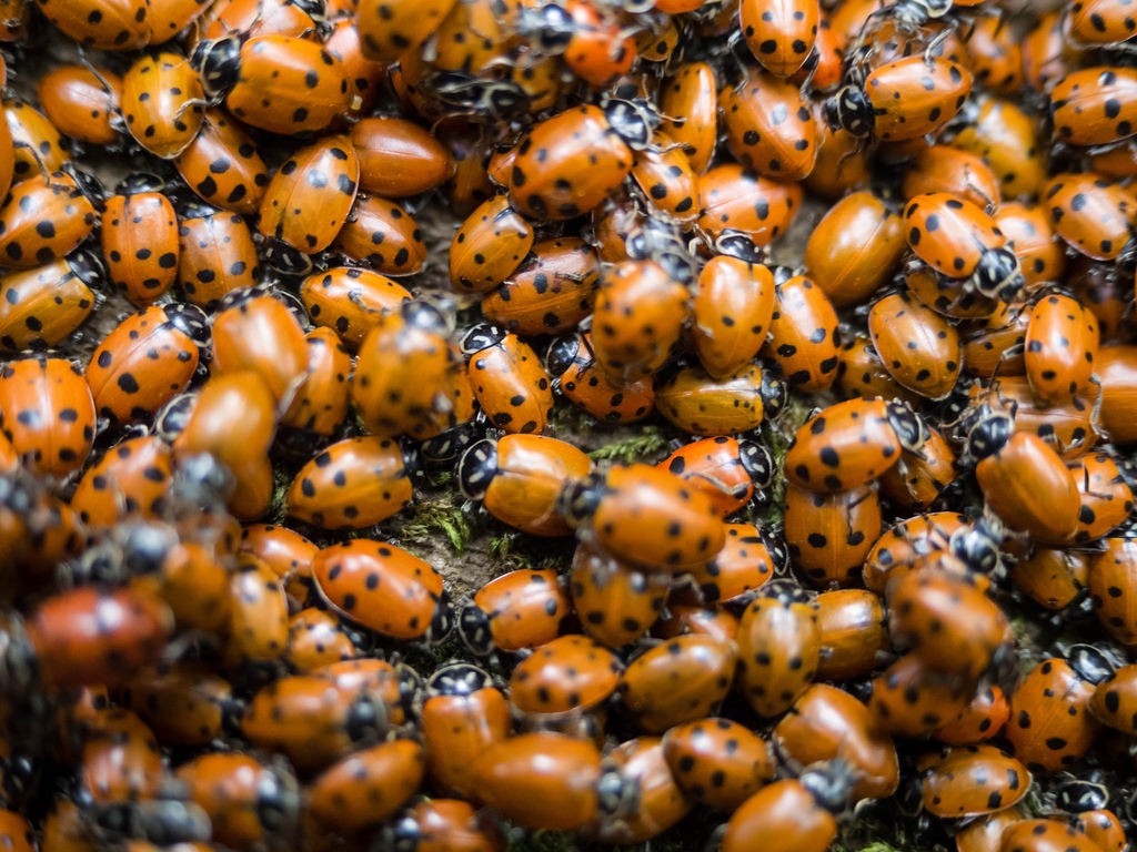 Why Do Ladybugs Swarm