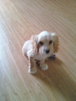 Odie - Surviving Gastric Dilatation and Volvulus (GDV)