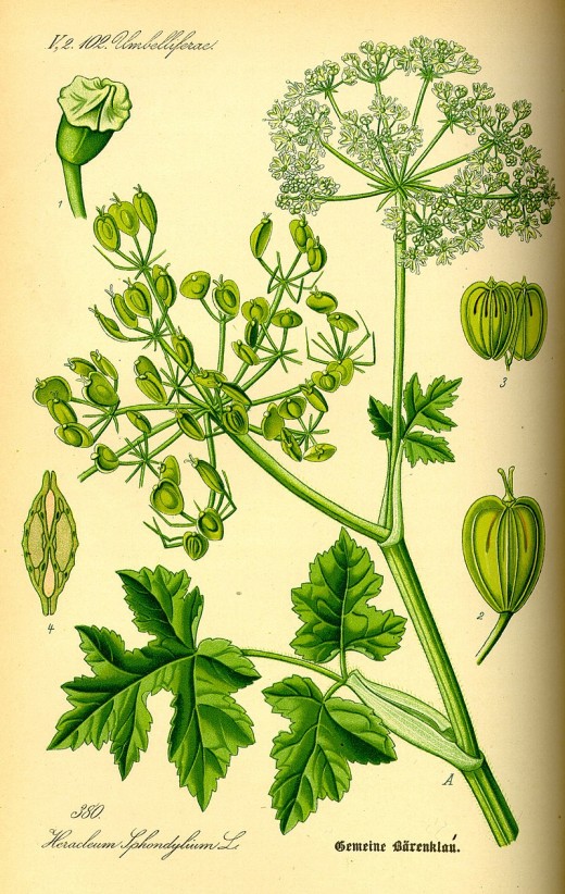 Common hogweed and its heart-shaped pods.