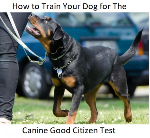 How To Train Your Dog To Become A Therapy Pet How To Train Your Dog To Become A Therapy Pet