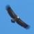 Himalayan Griffon Vulture Himalayan Griffon Vulture