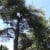 Giant Pine
