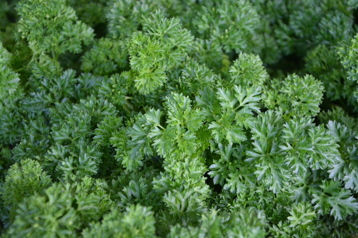 Easy to grow parsley is a must in any kitchen herb garden.