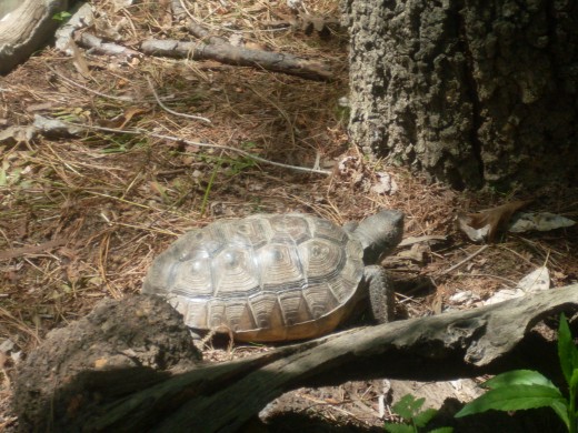 A large turtle at North Carolina Zoological Park