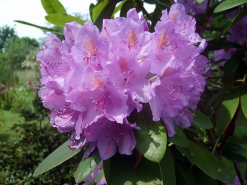 Pretty Purple Color - (Macro Photography)