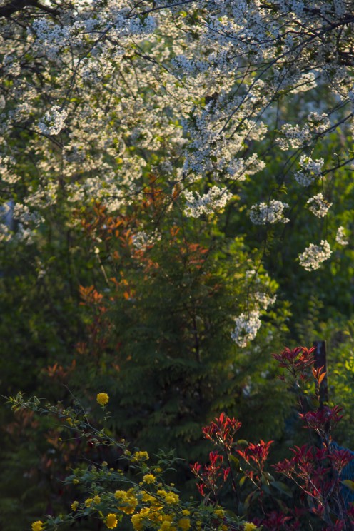 Touch Of Spring