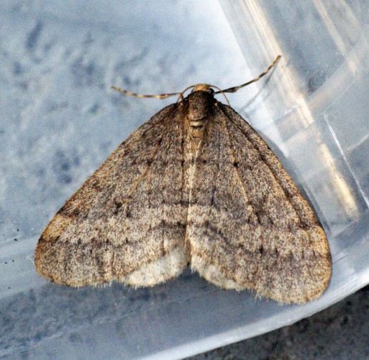 Why Do Moths Swarm at Night in Cold Weather? Dengarden