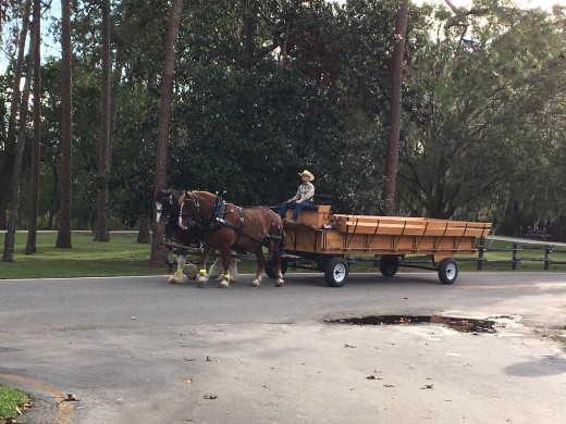 The barn is also home to large working horses that pull carriages.