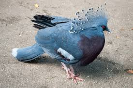 Victoria Crowned Pigeons