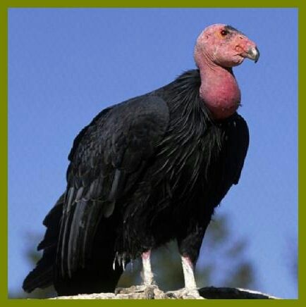 California Condor: The California condor is a New World vulture