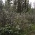 Lush vegetation in Larch Island, Canmore, CA Lush vegetation in Larch Island, Canmore, CA