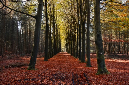 Autumn Orange Leaves Tree Trail 